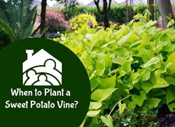 Plant a Sweet Potato Vine